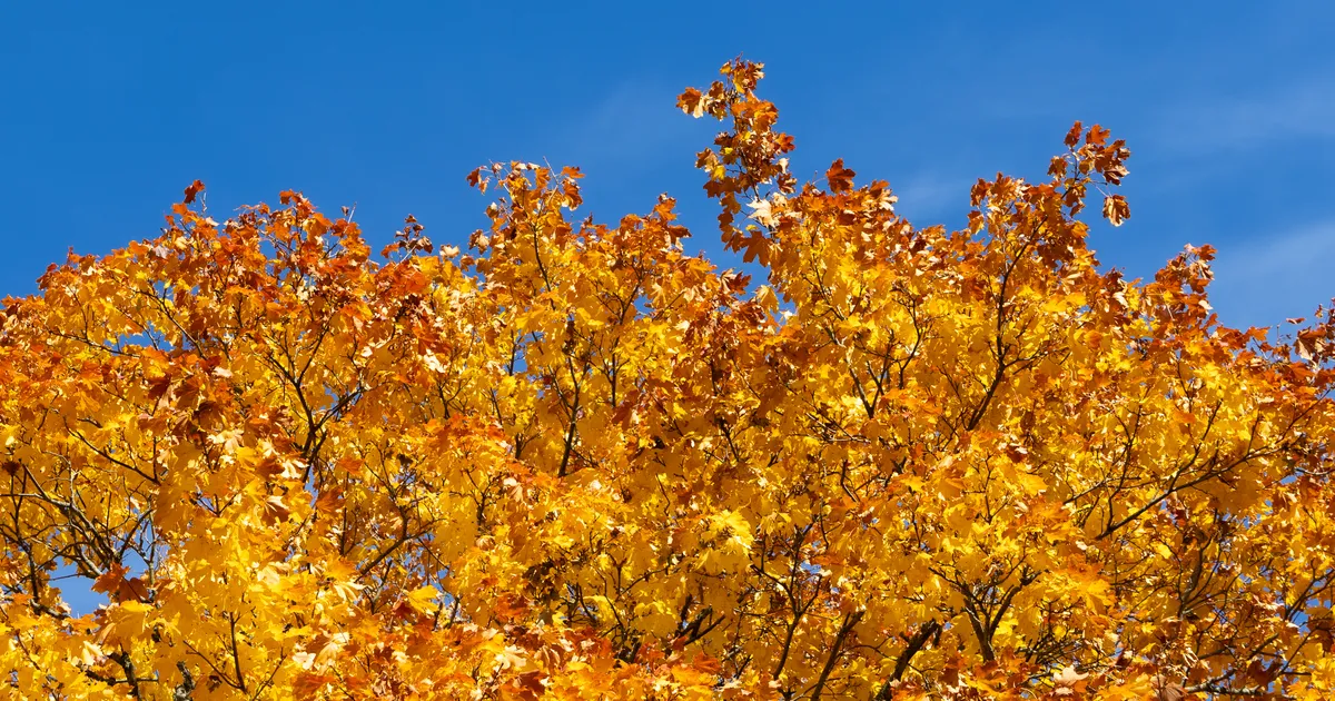 PÄEVAHOROSKOOP ⟩ 30. oktoober: Jääral liigub mõte süsteemselt, Neitsi on edule orienteeritud