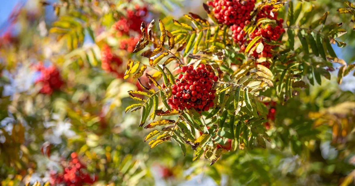 Valimispäeval on ilus ilm