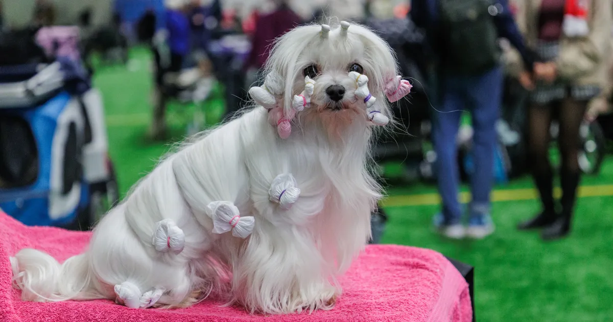 GALERII ⟩ Üks uhkem kui teine: Tallinnas toimunud koertenäitustele kogunes üle 1000 koera