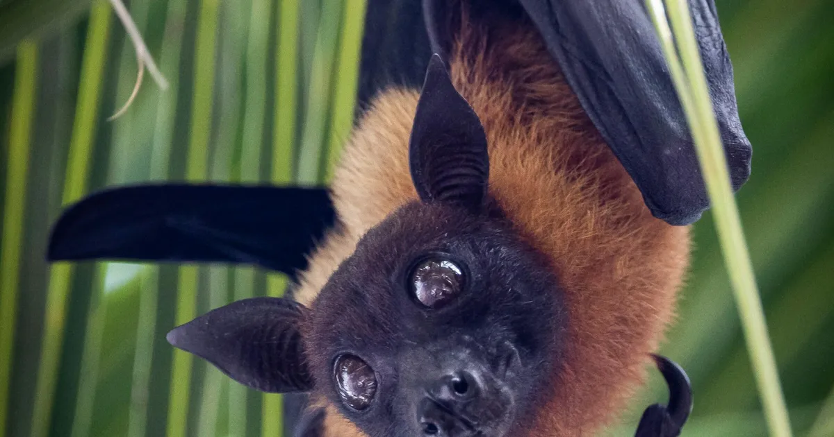 Nahkhiirte ajudest leiti midagi ülimalt omapärast