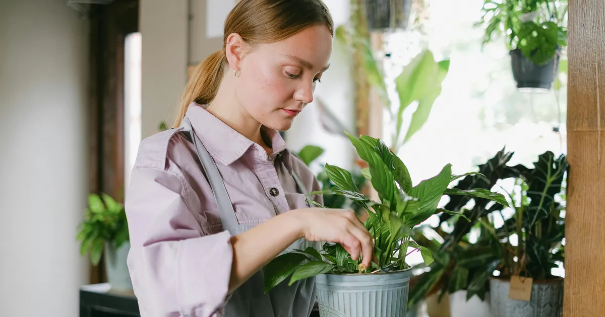 JÄTA MEELDE ⟩ Tõlvlehik õitseb rikkalikumalt, kui vältida seda levinud viga
