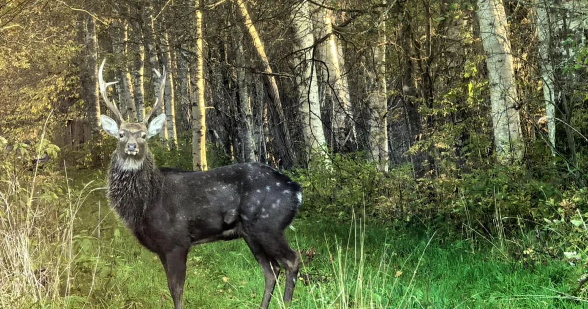 HARULDANE FOTO ⟩ Pärnumaal nähti liikumas ohtliku võõrliigi esindajat