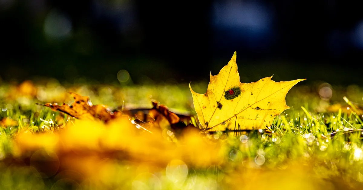 Ilm püsib sügisene, tuul on kohati tugev