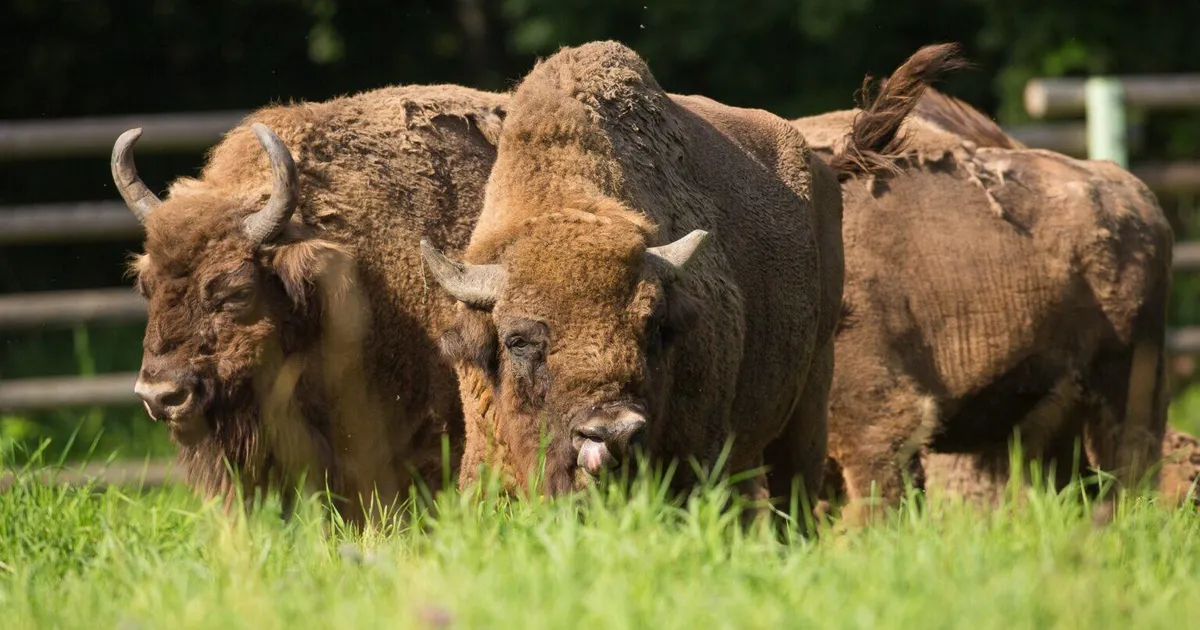 Elistvere piisonikari vähenes