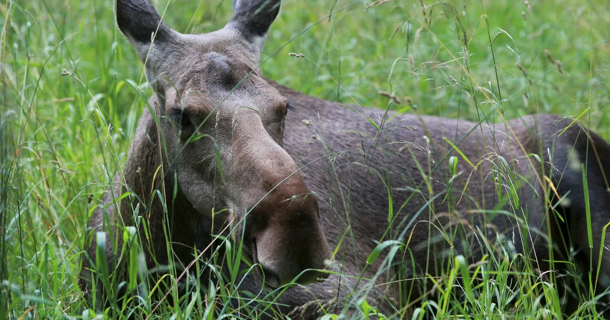 Jõgevamaal põrutas auto põdra tõttu vastu posti
