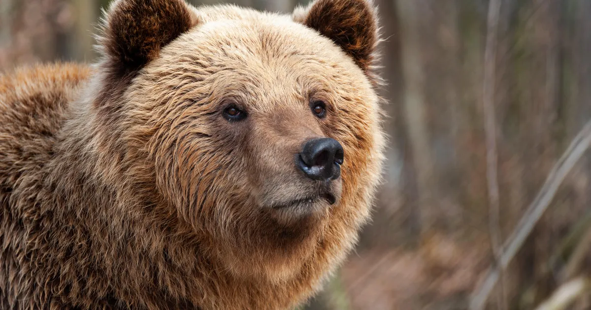 Jooksja võitles Jaapani metsas karuga, tagajärjed olid kohutavad