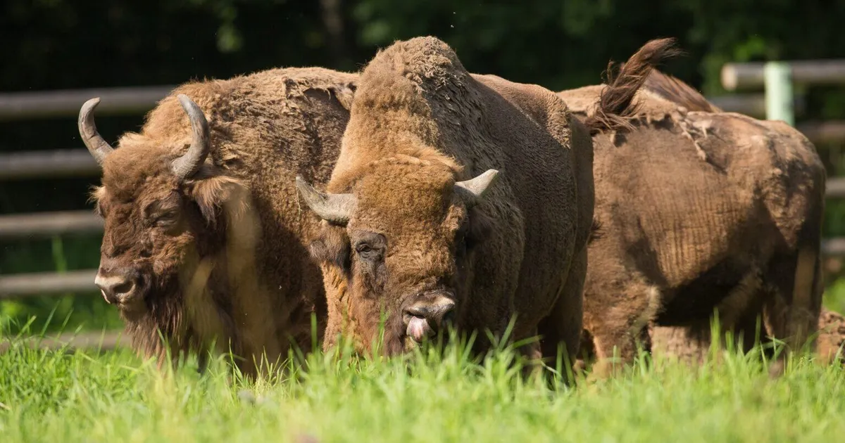 KURB ⟩ Elistvere loomapark jättis hüvasti armastatud asukaga