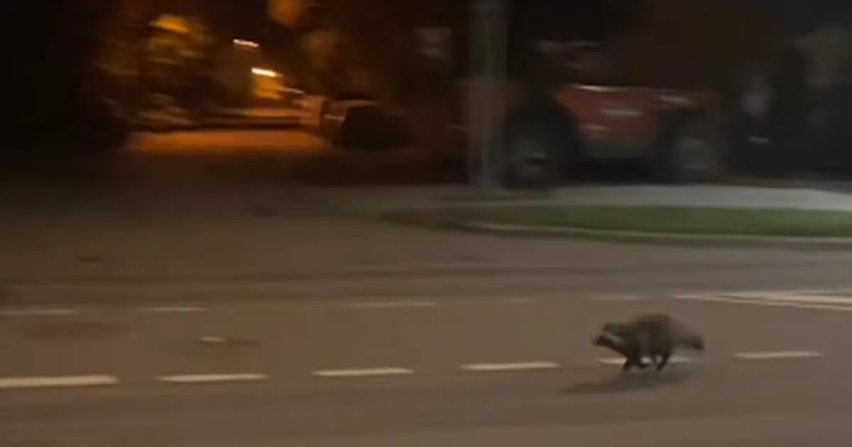 VIDEO ⟩ Nõmme tänavatel uidanud loom pakkus sotsiaalmeedias nalja: Tallinna uus linnapea