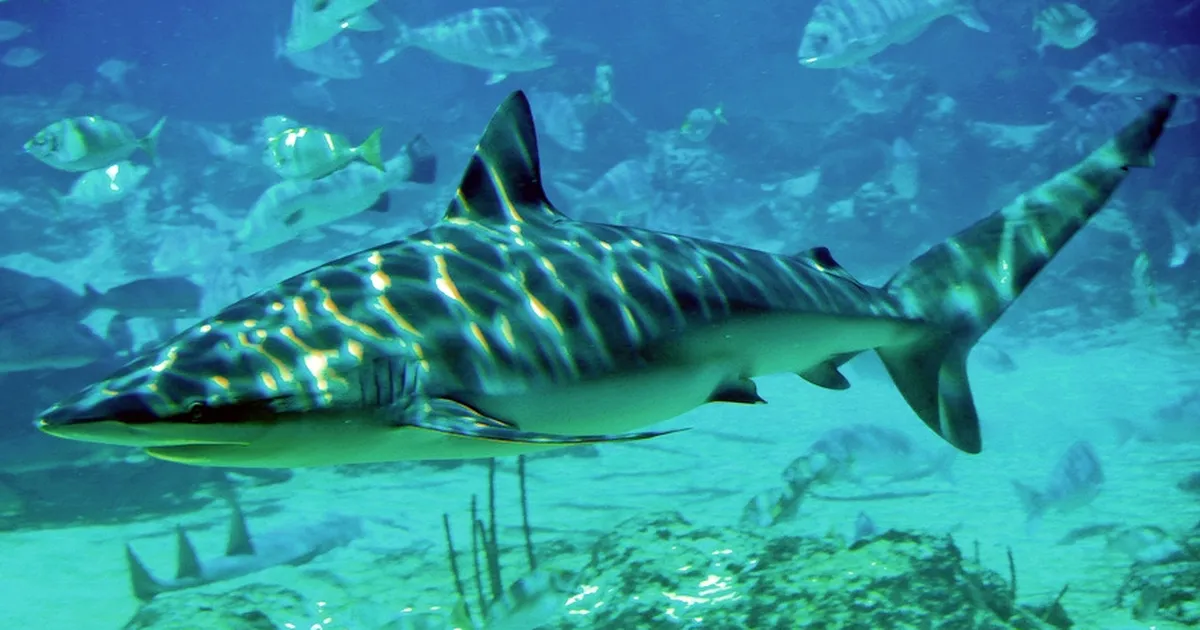 Iisraelis turisti tapnud haid olid varem süütukspeetud liigist