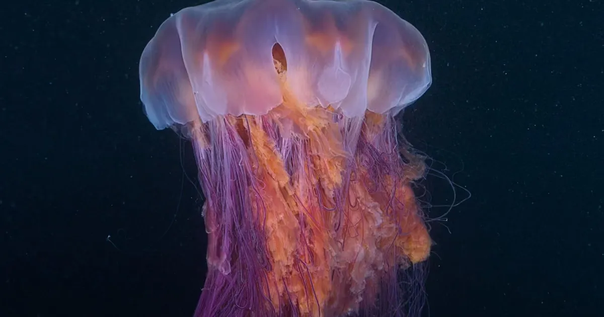 VIDEO ⟩ Sukelduja sai kaadrisse selle kummalise hiiglasliku olendi