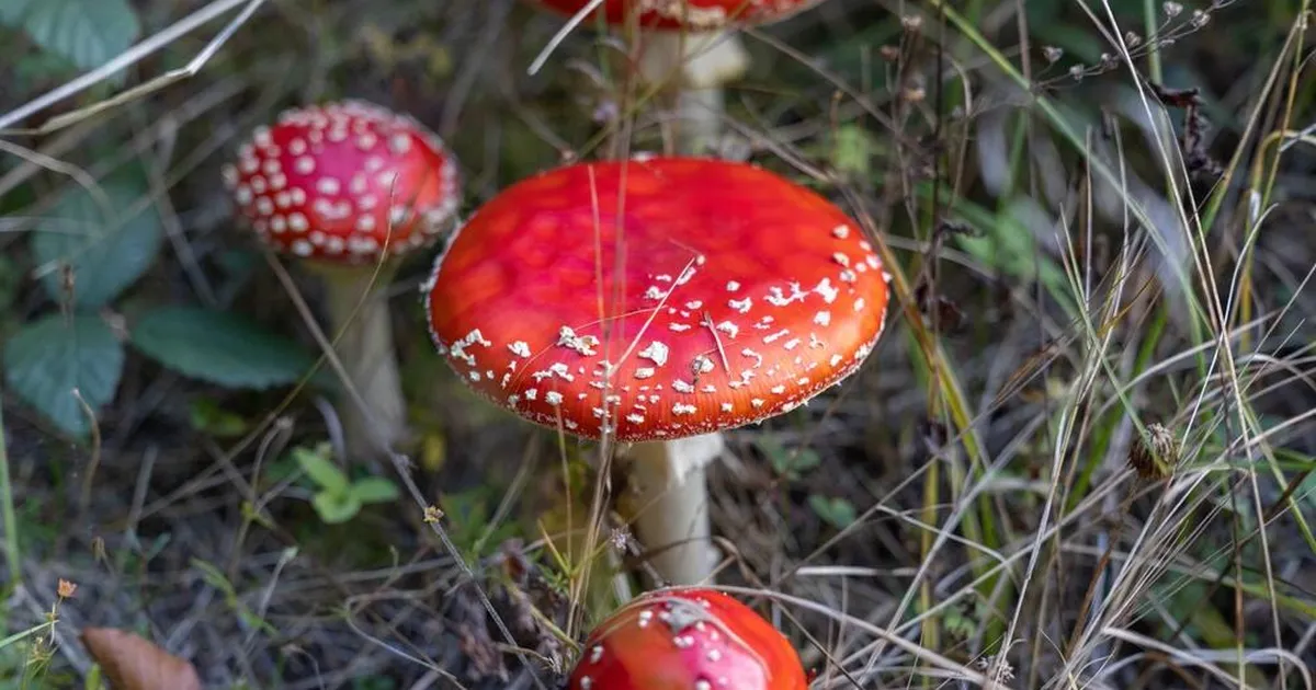 Mürgiseid taimi ja seeni muginud suunamudija sai kaela pahased ametnikud: nii ei tohi teha!