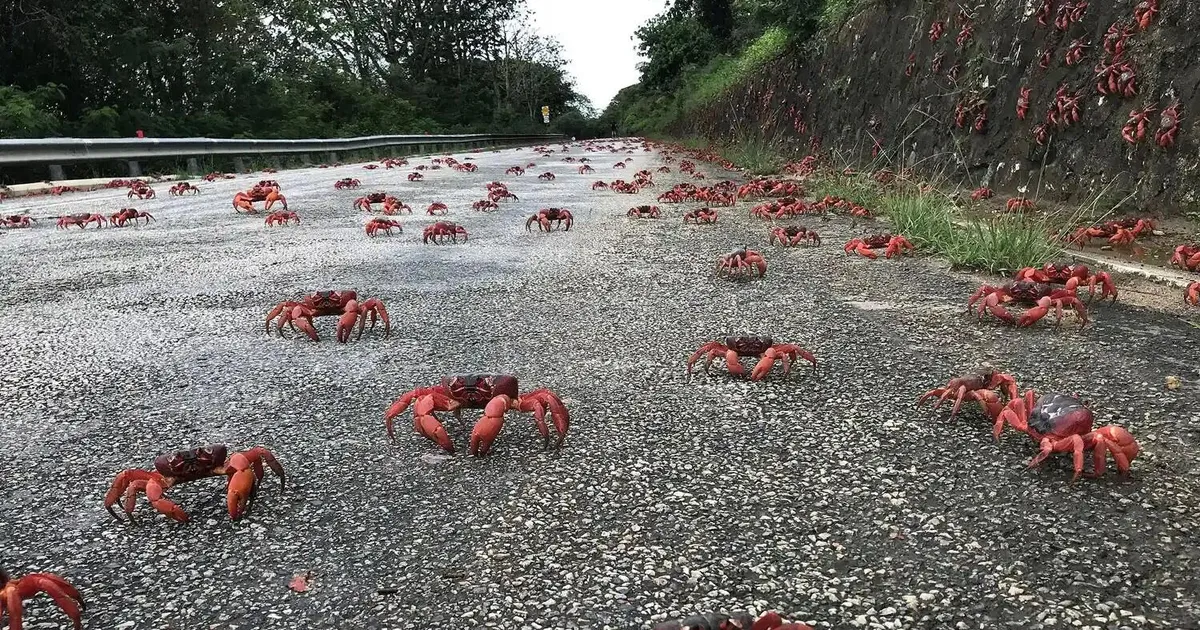 VIDEO ⟩ Austraalias aitavad inimesed üle tee miljoneid krabisi – rehade ja lehepuhuritega