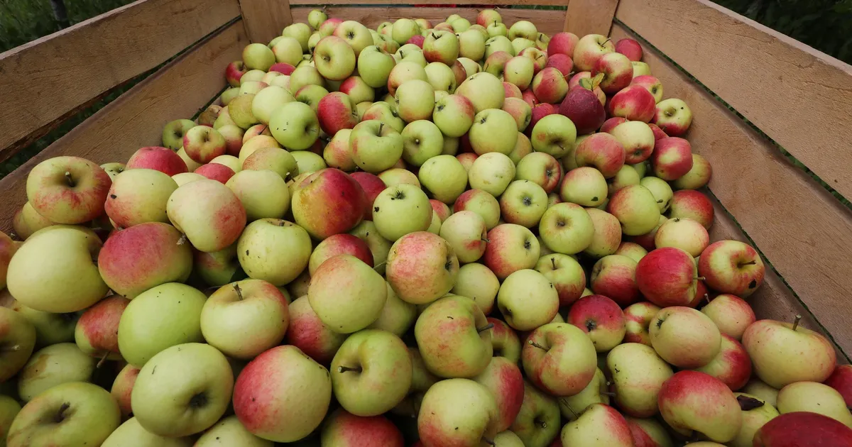 Maaülikooli uuring: Eesti majanduses jääb kasutamata sadu tuhandeid tonne väärtuslikku tooret