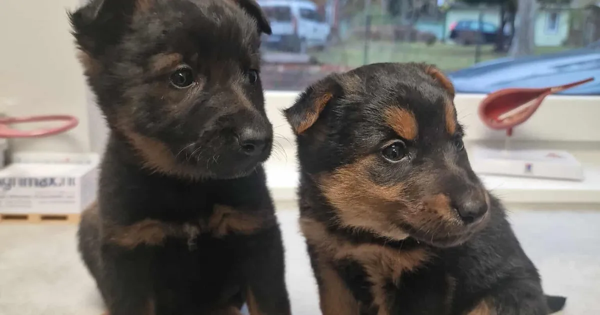 KUIDAS NII? ⟩ Viljandimaal leiti mahajäetud majast armsad koerakutsikad, kuid emast pole jälgegi