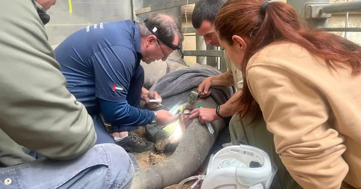 FOTO ⟩ Tallinna loomaaia loomaarst tegi Saksamaal elevandile keerulise kihvaoperatsiooni