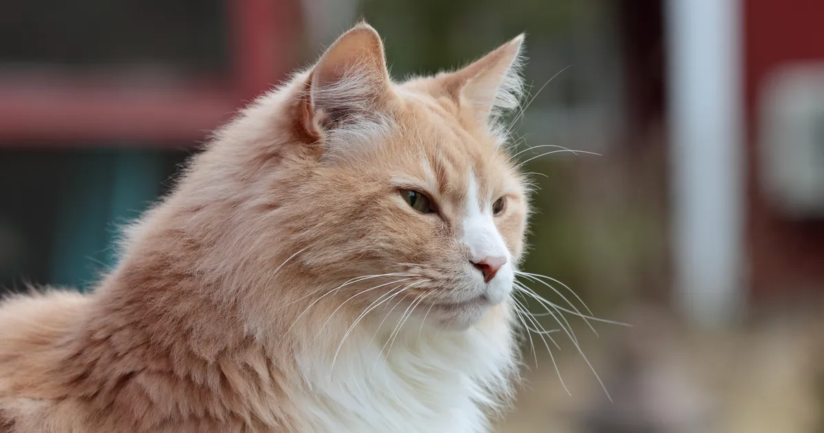 Maailma kauneima kassi tiitli pälvis Soomes elav nurrik