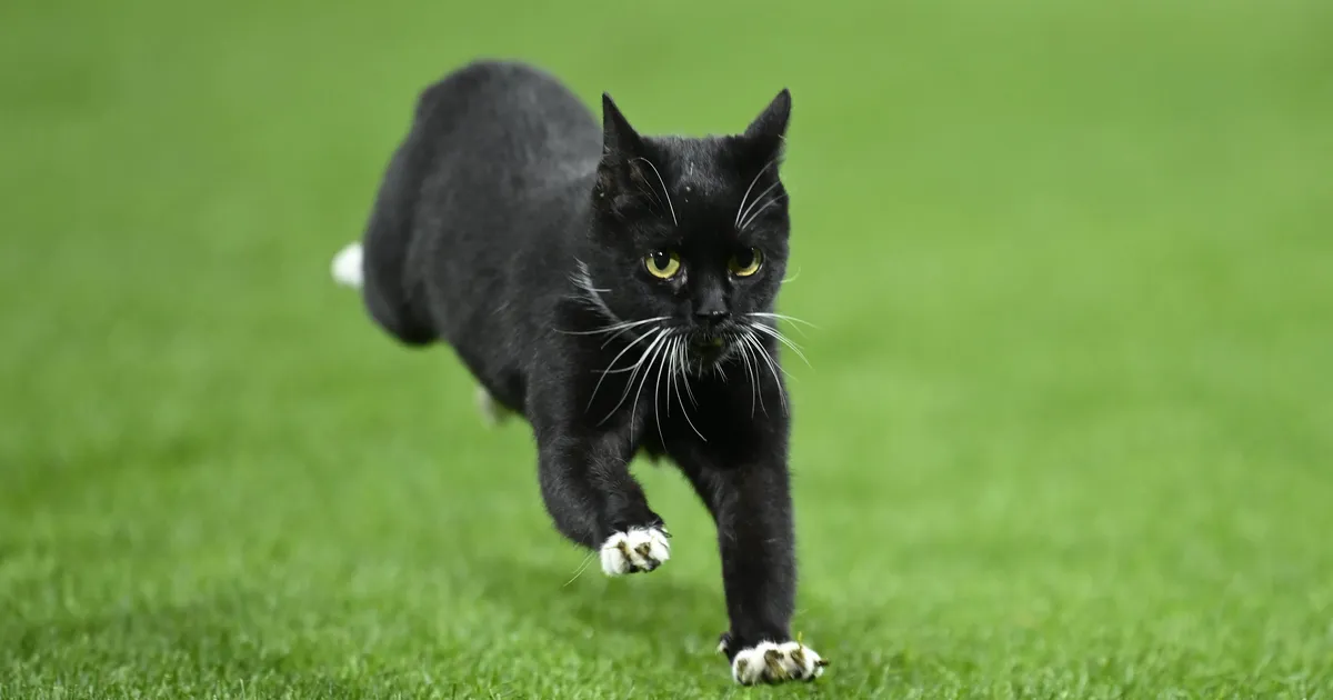 Barcelona eeslinn keelas halloweeni ajal mustade kasside võtmise