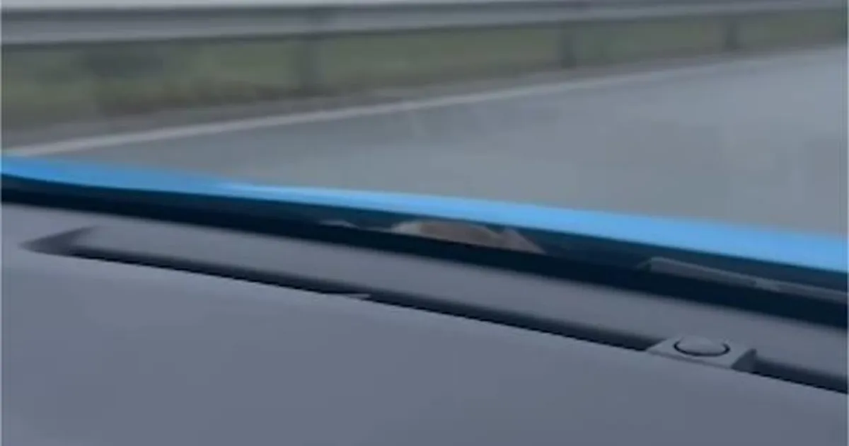 VIDEO ⟩ «Ootamatu reisija!» Autosõidu ajal ilmus esiklaasi taha üllatav tegelane