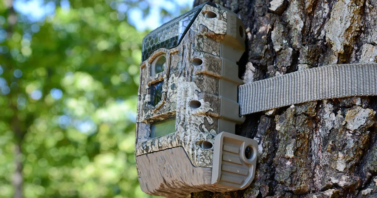 Erakordne vaatepilt: kaamera ette jäid üliharuldased väljasuremisohus loomad