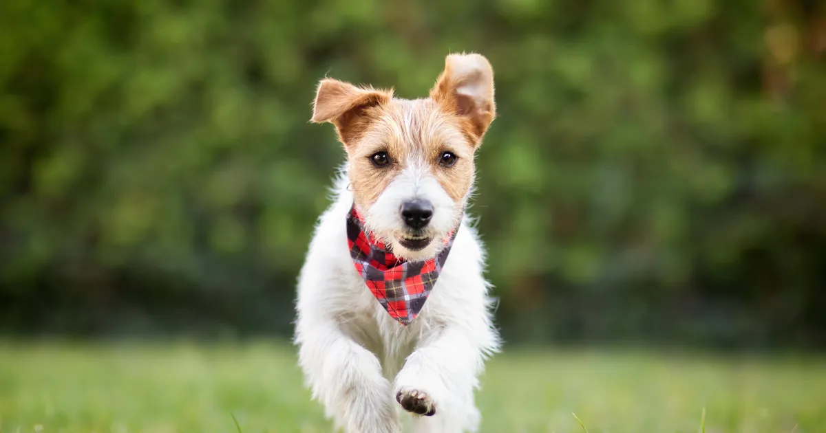 Loomaarst vastab: kuidas varajane kastreerimine või steriliseerimine koera käitumist mõjutab?