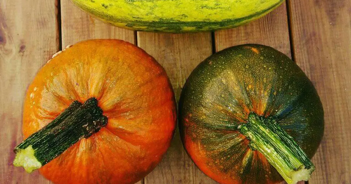 RETSEPTID ⟩ Kõrvits on kaalulangetaja sõber