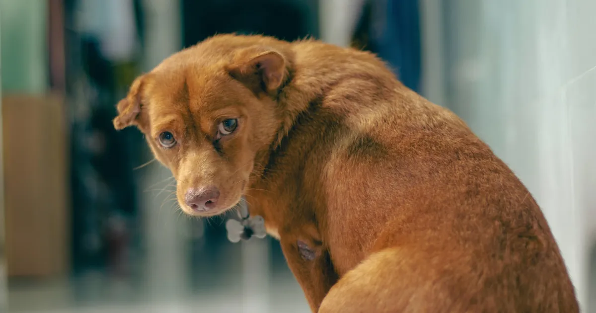 10 märki, mis näitavad, et su lemmik vajab kiiresti arstiabi