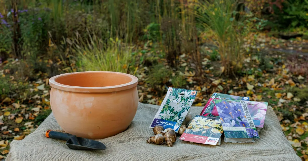 NÄDALA AED ⟩ Sibullilled kihiti aiavaasi