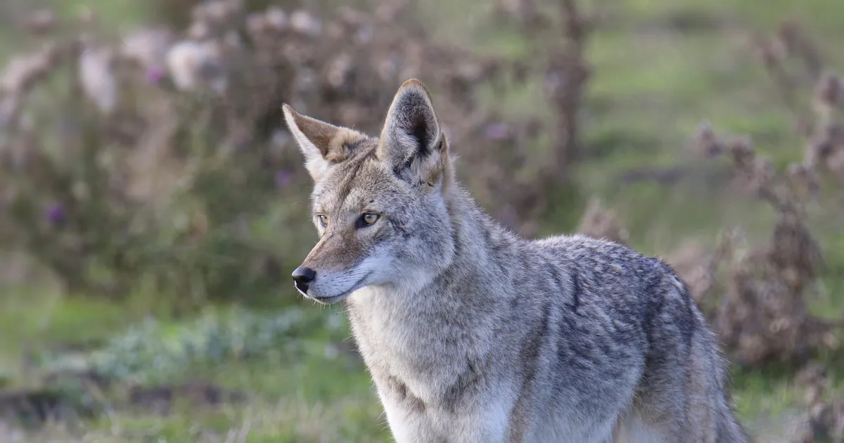 Väike tüdruk sattus peitust mängides vastamisi ohtliku kiskjaga: see, mis järgnes, oli hirmutav