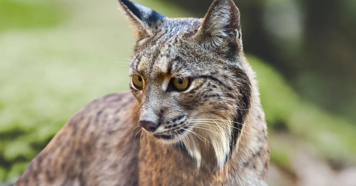 Hispaanias õnnestus kaamera ette püüda üks maailma haruldasemaid loomi