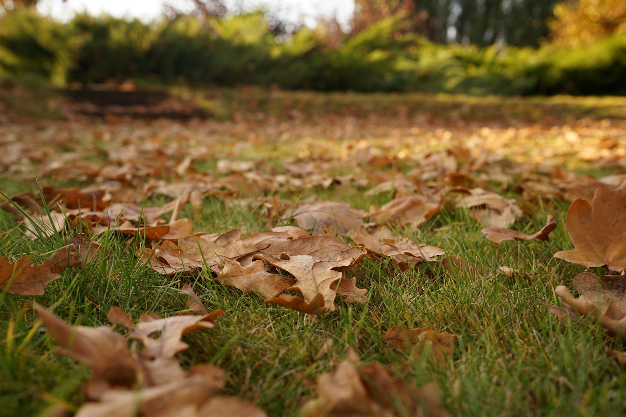 Mis on parim viis lehtede koristamiseks?