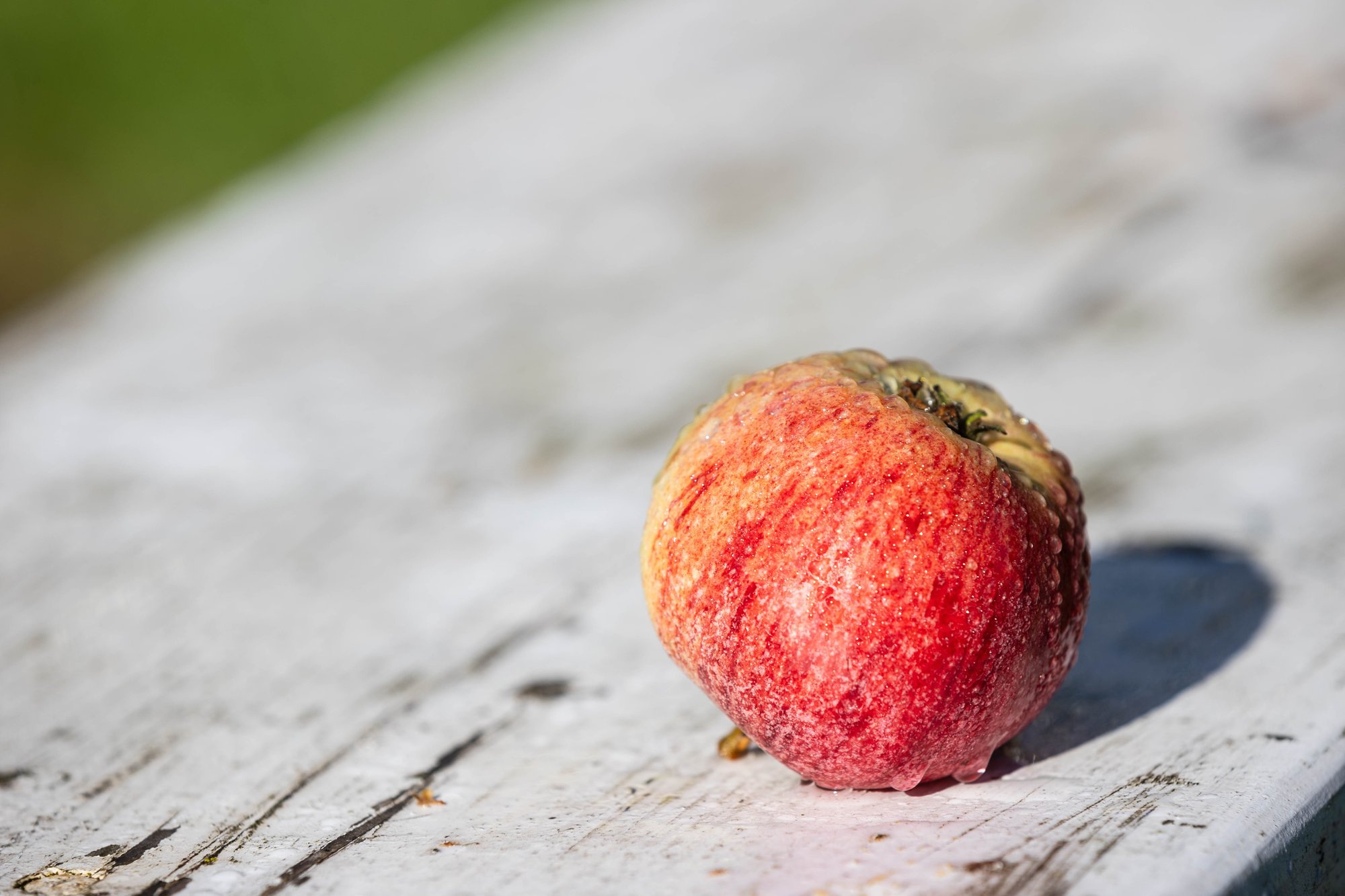 ÜLEVAADE | Puuvilja- ja marjasordid, mis on Eesti mahetootjate lemmikud: leia sobivad ka oma aeda!