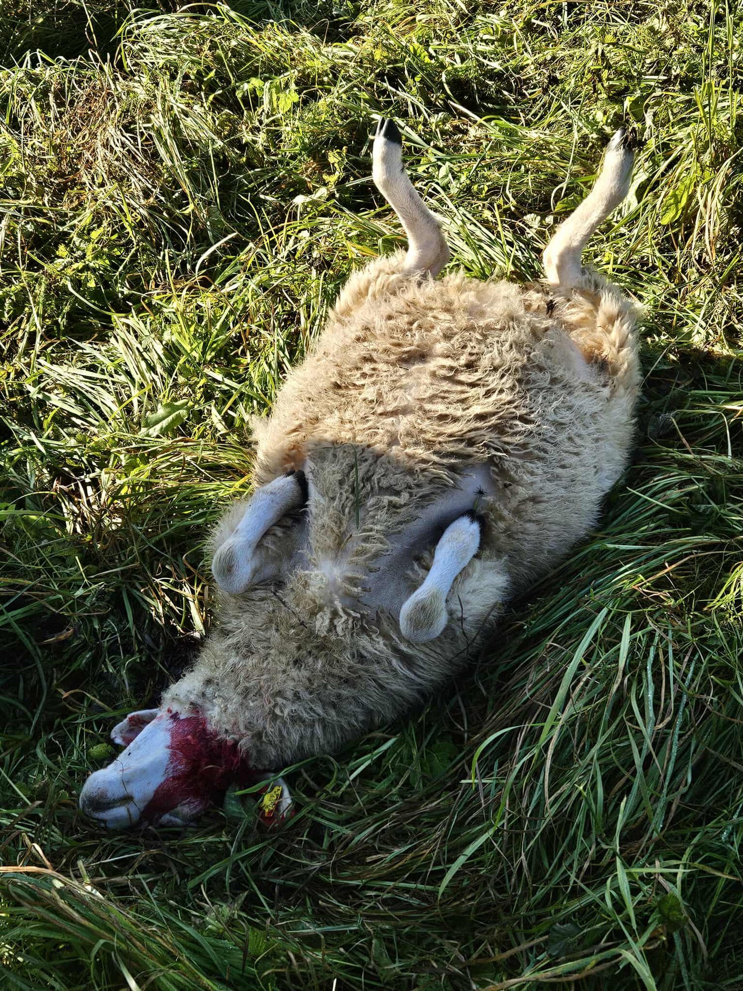 VÕIKAD FOTOD | Jõhker hundirünnak Tartumaal hoiab hirmul terve küla elanikke