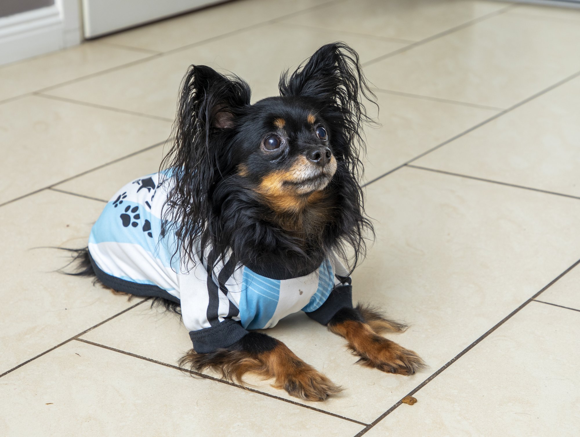 Koeramaks turistidele? Miks ka mitte, Itaalias varsti on