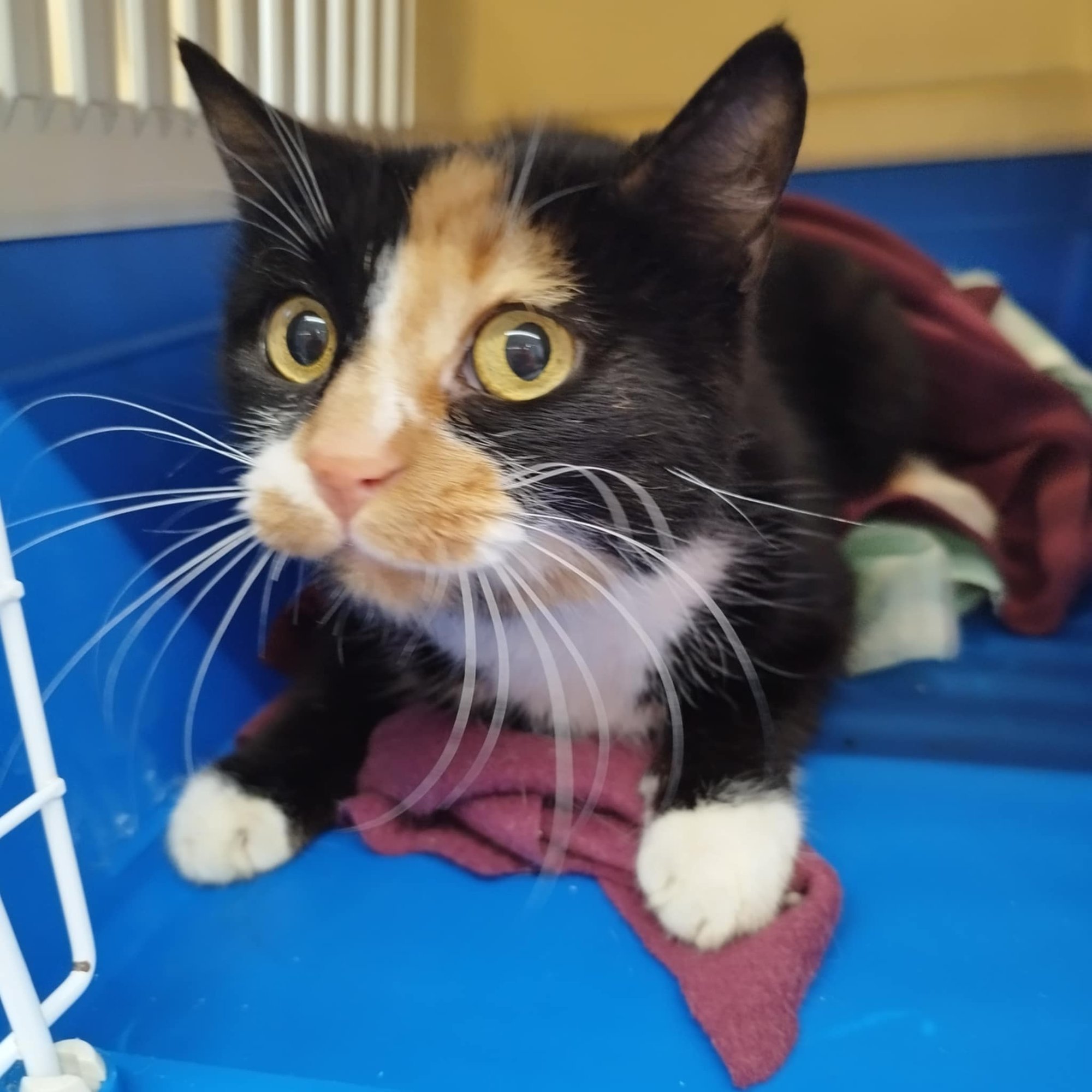 Nälginud kass sõi Saaremaal üürikorteris surnud kaaslast, kohus määras tema perenaise tingimisi vangi