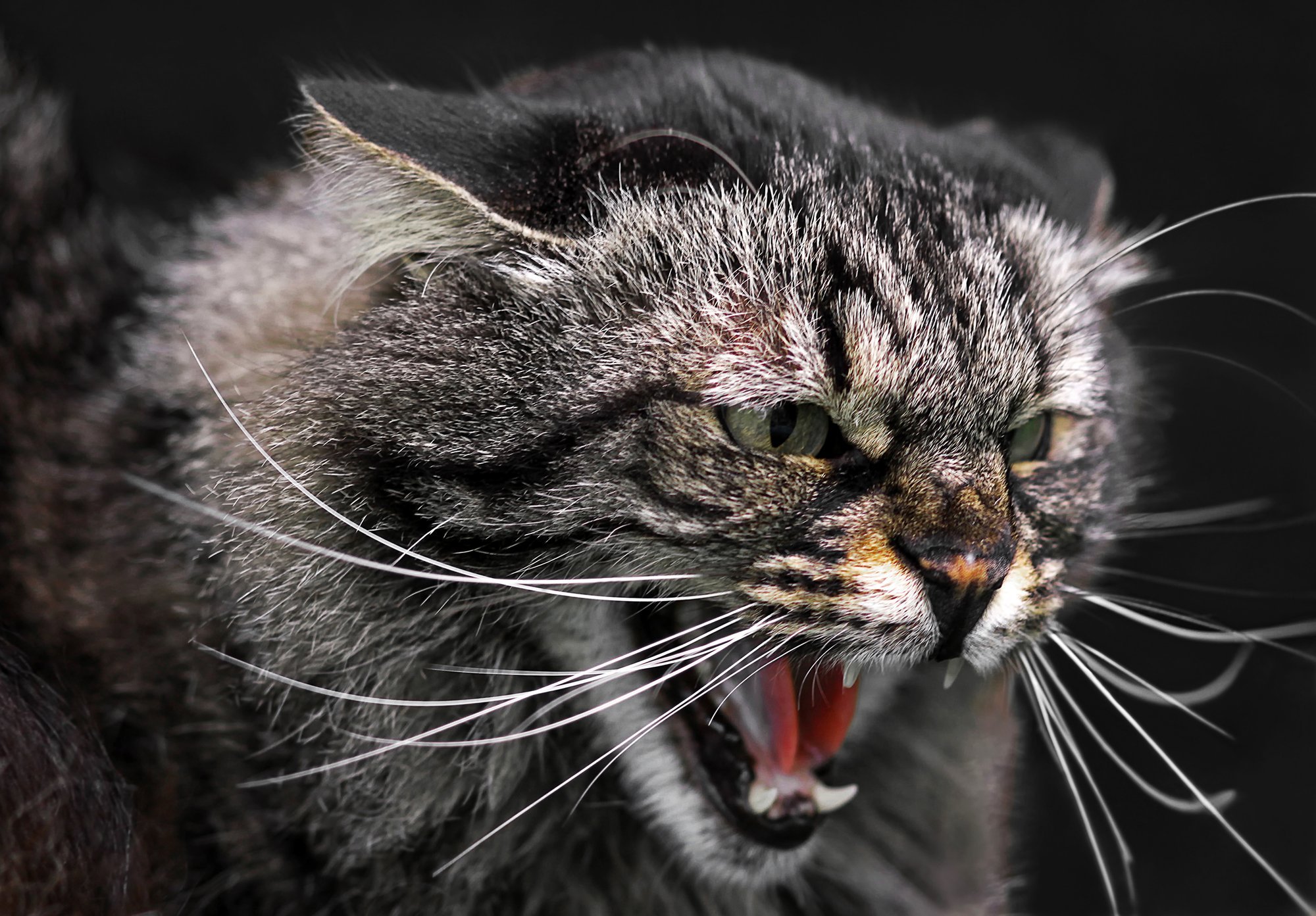 Mis on kassiahastus ja kas see tabab ka kiisusid?