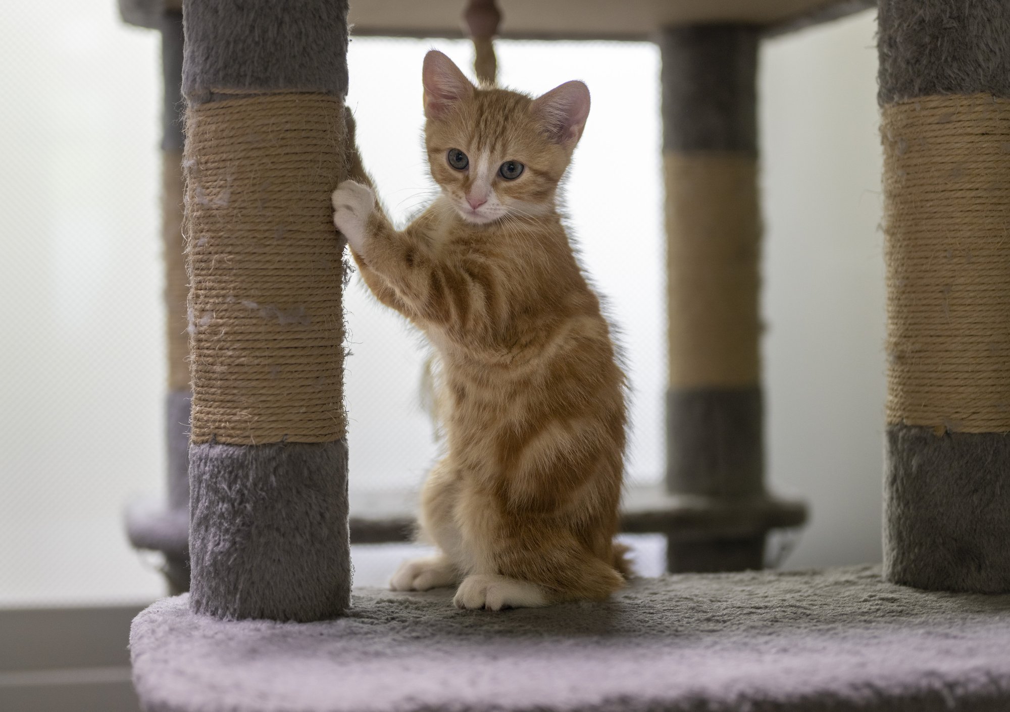 Kardinad ribadeks, diivan narmendab: miks kass sobimatus kohas küüsi teritab ja kuidas seda vältida?