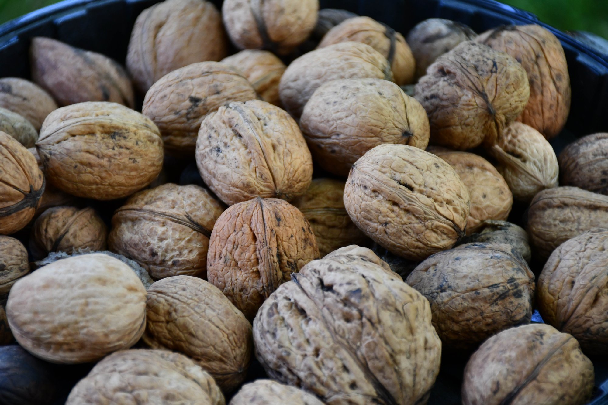 „Kreeka pähkel on aias parim viljapuu!“ Kuidas kasvatada saagikat pähklipuud?