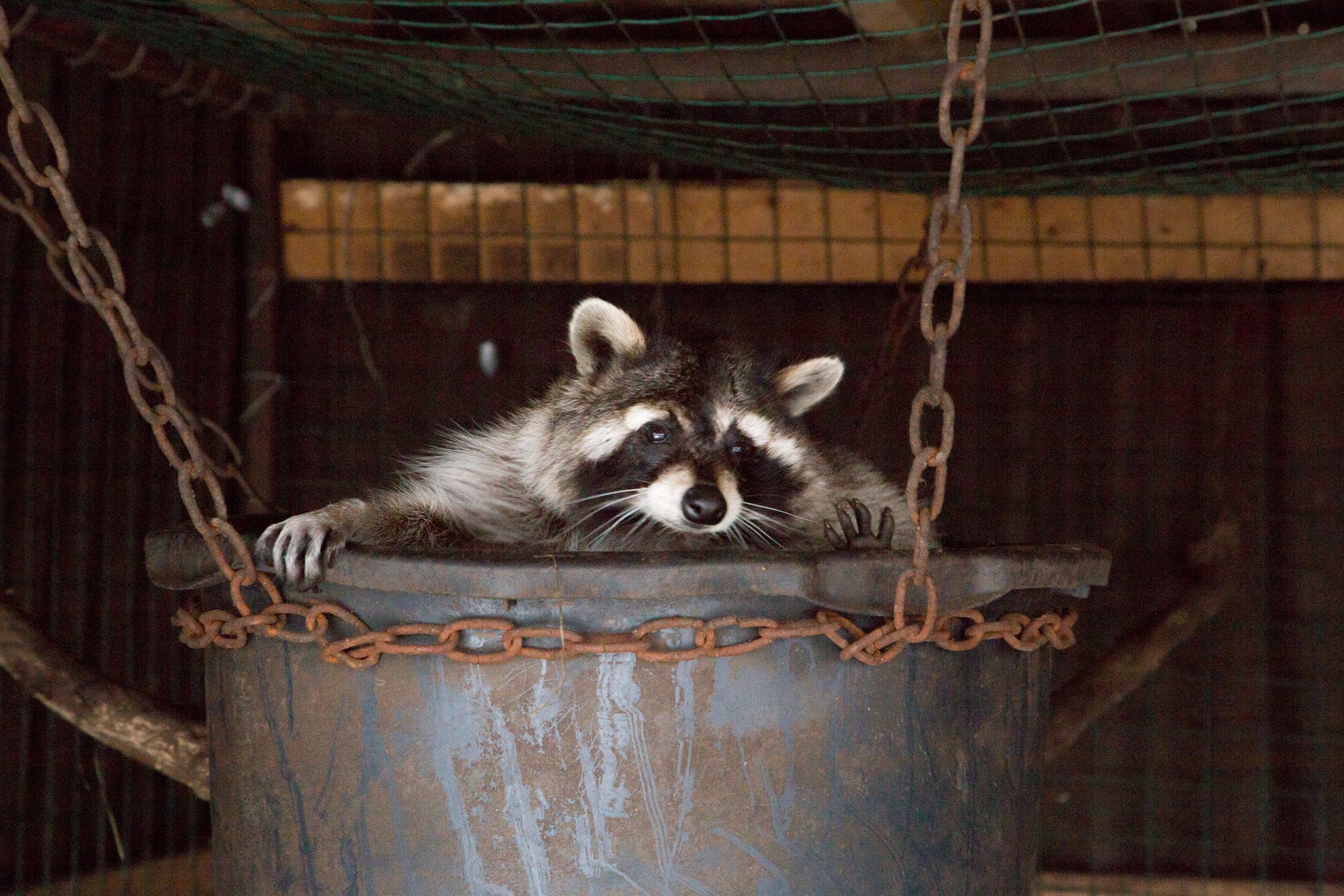 Keskkonnamet: sel nädalal on antud teada Lõuna-Eestis nähtud pesukarust