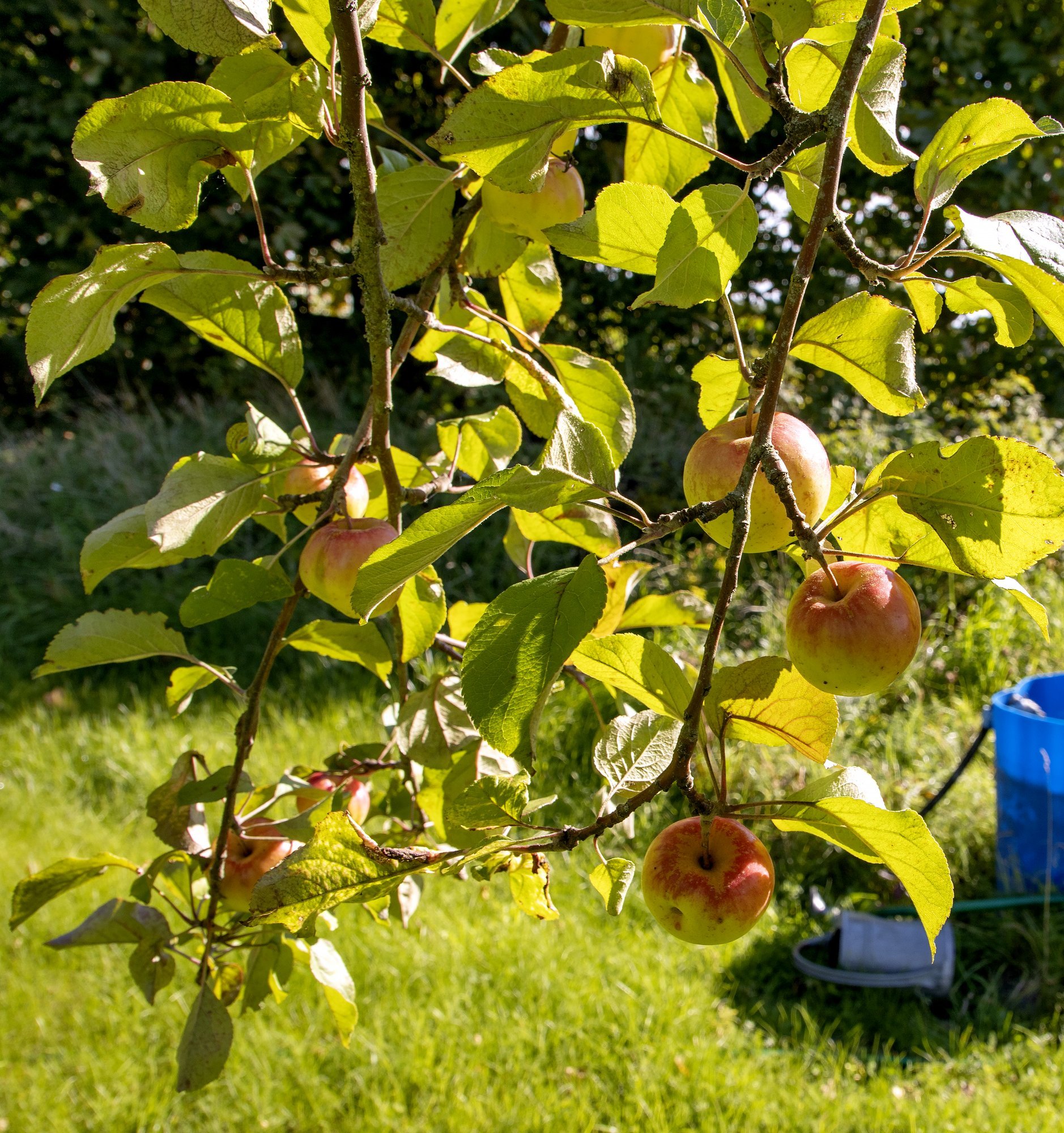Margus Mikomägi: kuldrenett ja valimislubadused