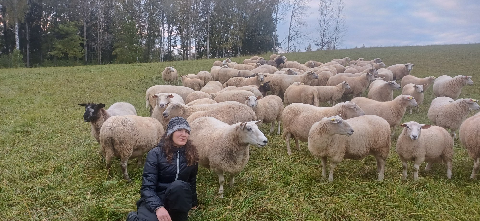 Hundikahjude tõendamine kurnab talupidajaid: „Nii põllumajandus hääbubki“