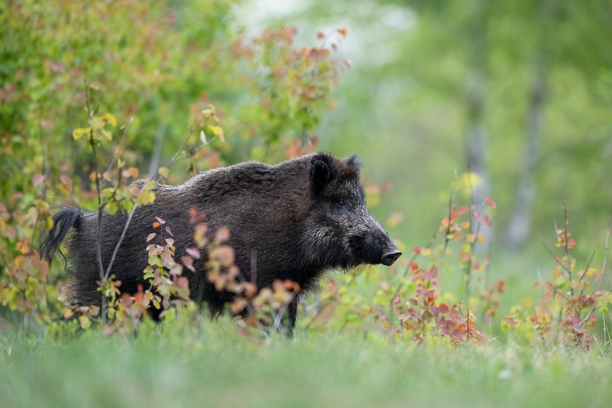 Vaibumise märke pole: metssigade hulgas levib Aafrika seakatk jõudsalt