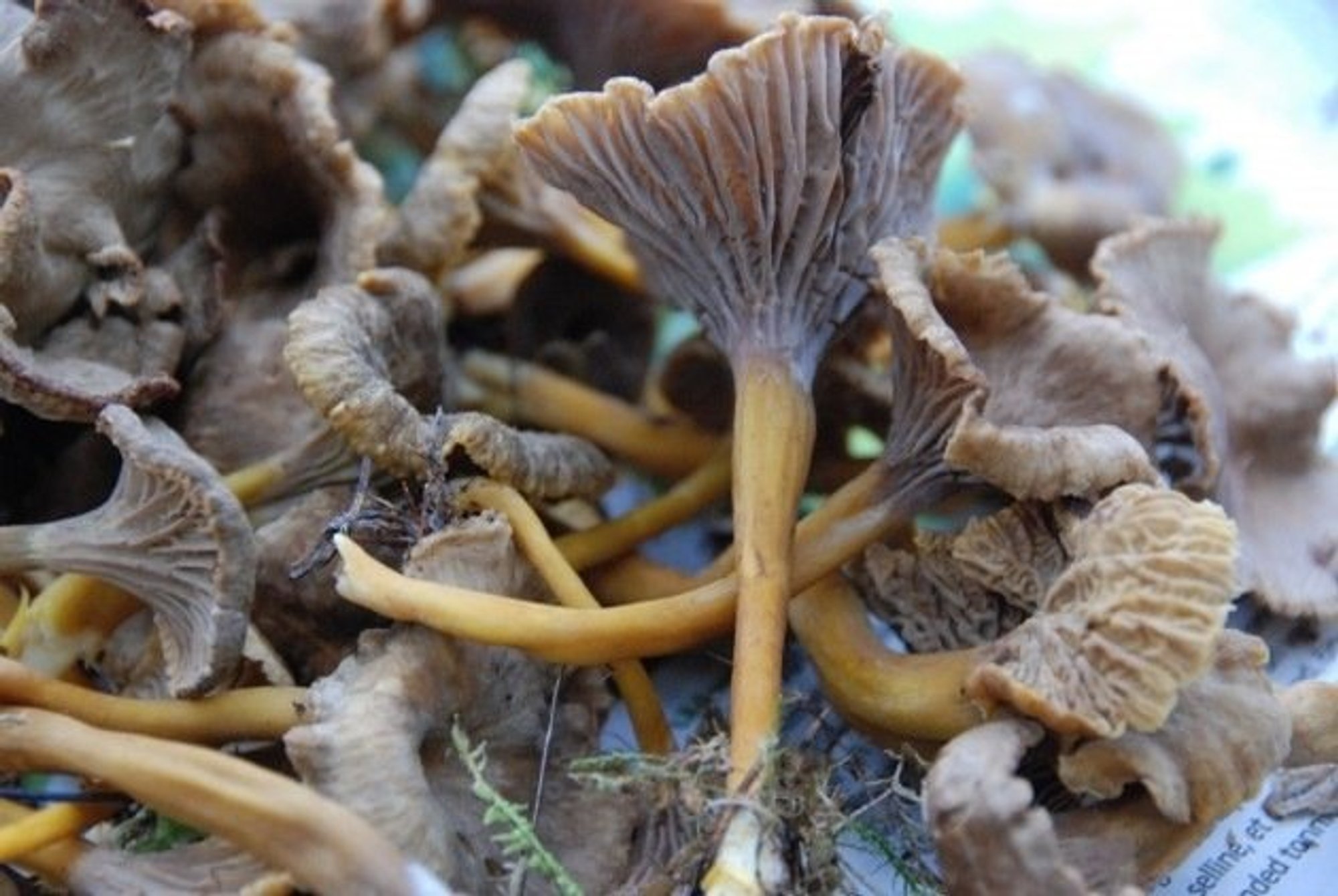 TURUHINNAD | Seeneaeg võib kesta jõuludeni