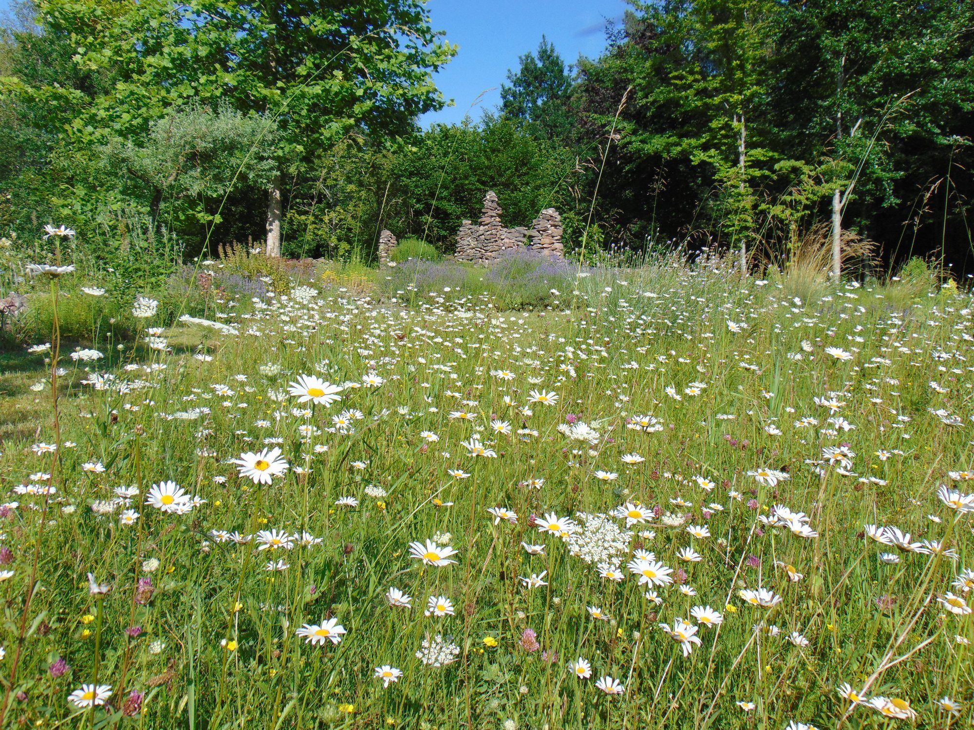 Oled mõelnud lilleniidu rajamisele? Oktoober on selleks parim aeg