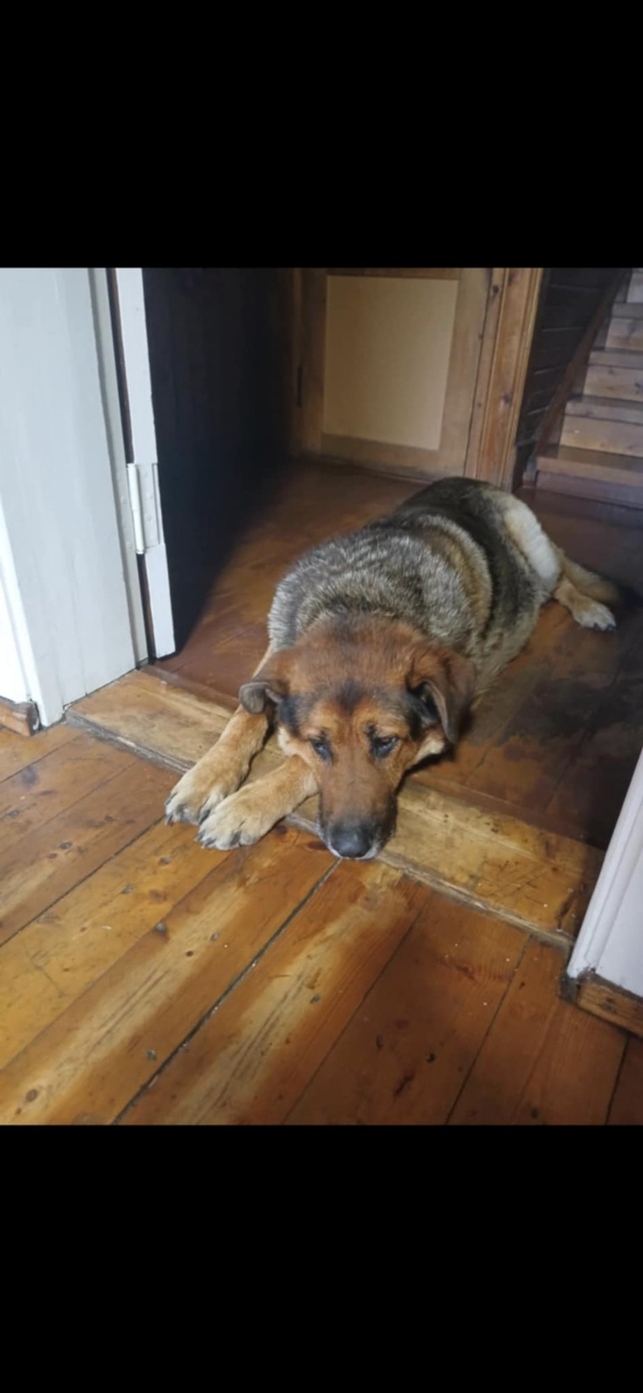 Kulub läbi, läheb süsti otsa! Inimesed loobuvad eakatest koertest igasuguste süümepiinadeta