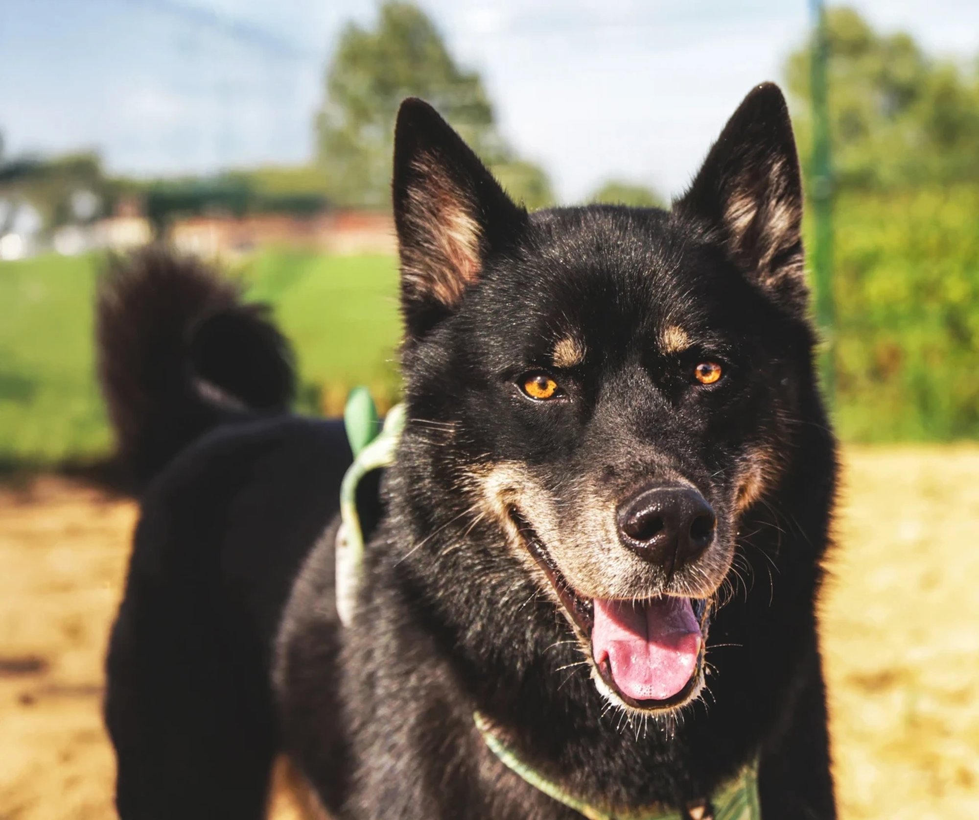 TAHAKS KOJU | Sõbralikule Ralfile meeldib koos inimestega mängida ja puhata samuti