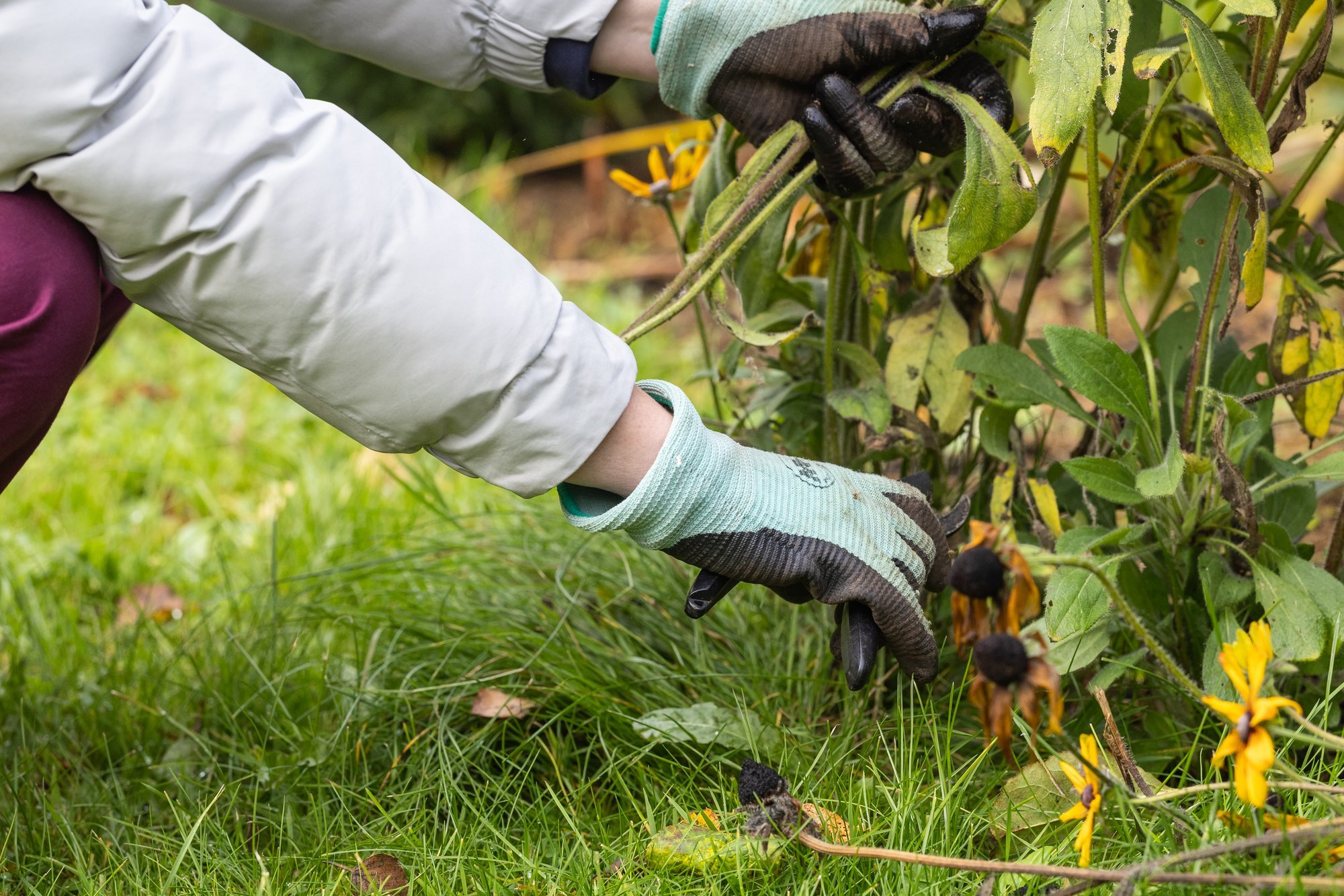 Kas ja mida teha enne talve veel lillepeenras?