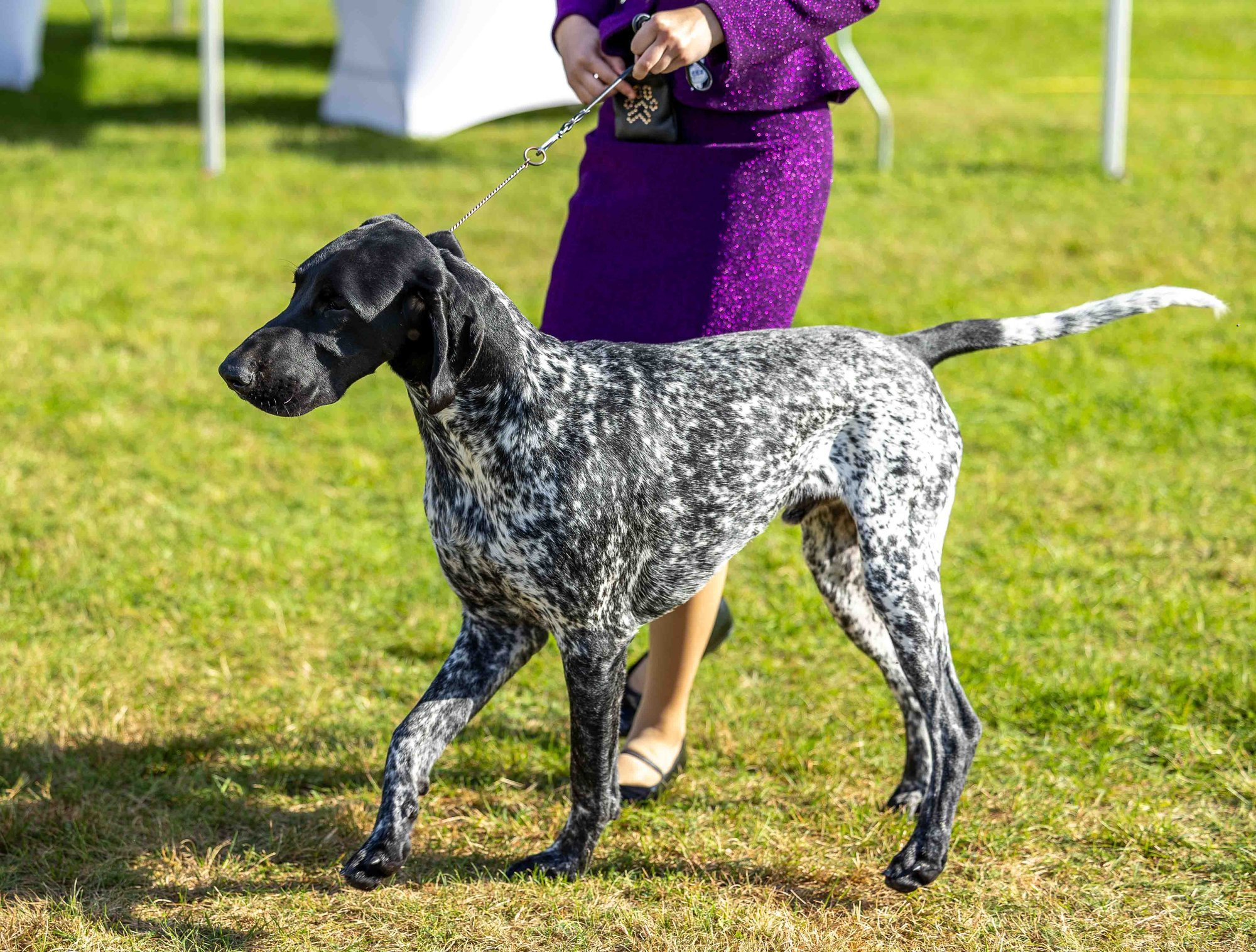 Kas oskad nimetada 232 koeratõugu? Nädalavahetusel tule ja vaata, mitut neist tunned!