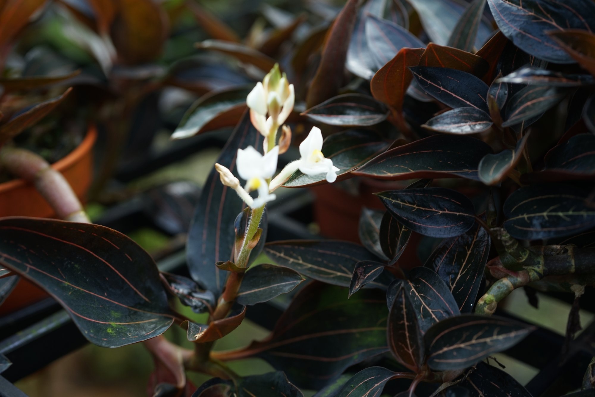 Ludiisiat kasvatatakse kaunite sametiste lehtede pärast. Tegu on vähenõudliku juveelorhideega