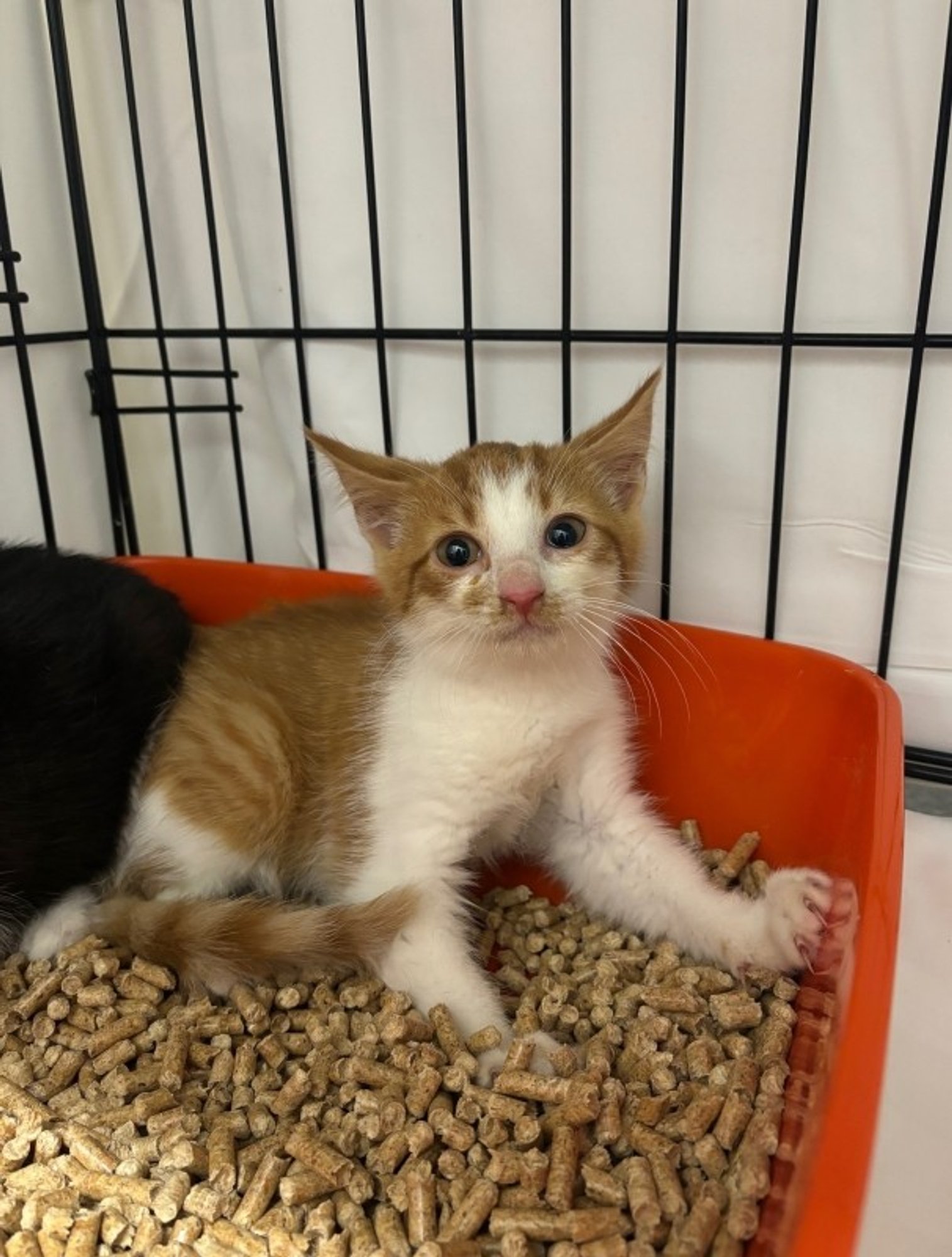 Santiago ja teised kassipojad hüüavad appi: paha parasiit ei lase neil suureks kasvada