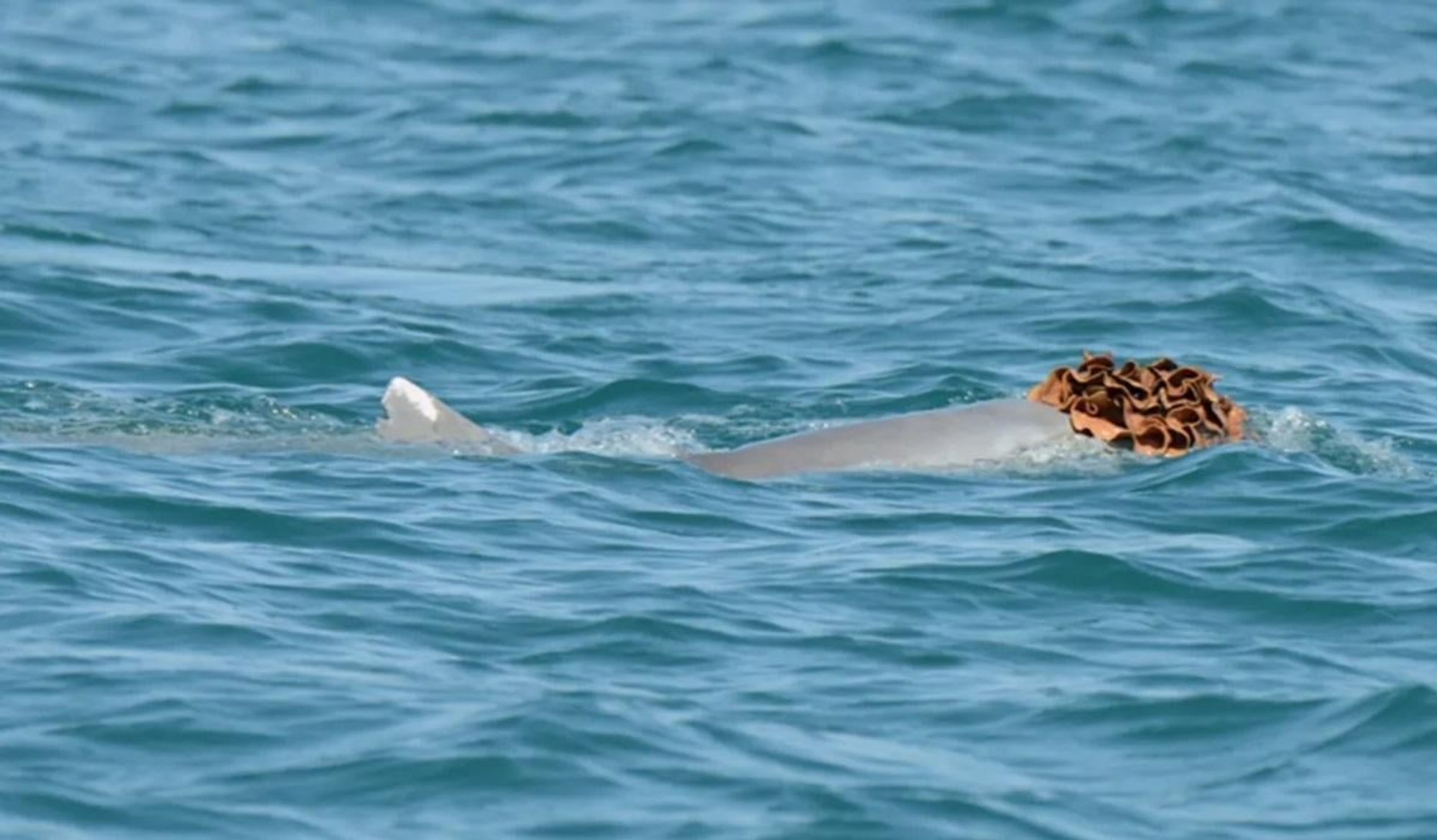 Isaseid delfiine märgati käsnadest tehtud „parukates“. Teadlased selgitasid välja selle põhjuse